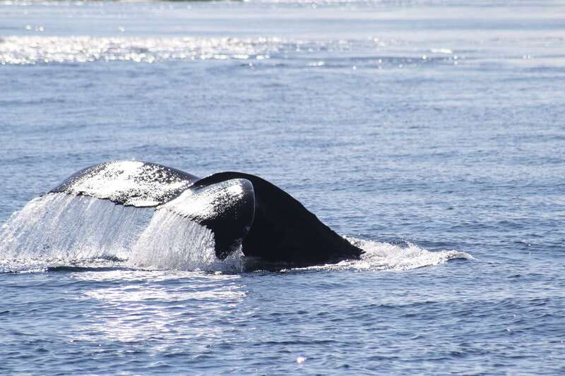 From Victoria: Whale Watching Tour by Zodiac Boat - Frequent stops for photos, plus time to actually watch