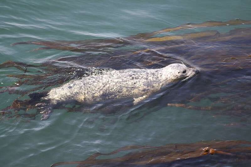 From Victoria: Whale Watching Tour by Zodiac Boat - Duration and how the 3-hour timing works in practice