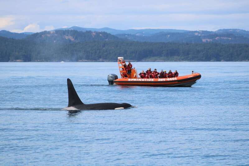 From Victoria: Whale Watching Tour by Zodiac Boat - The zodiac ride: open air, fast pace, and 360-degree viewing