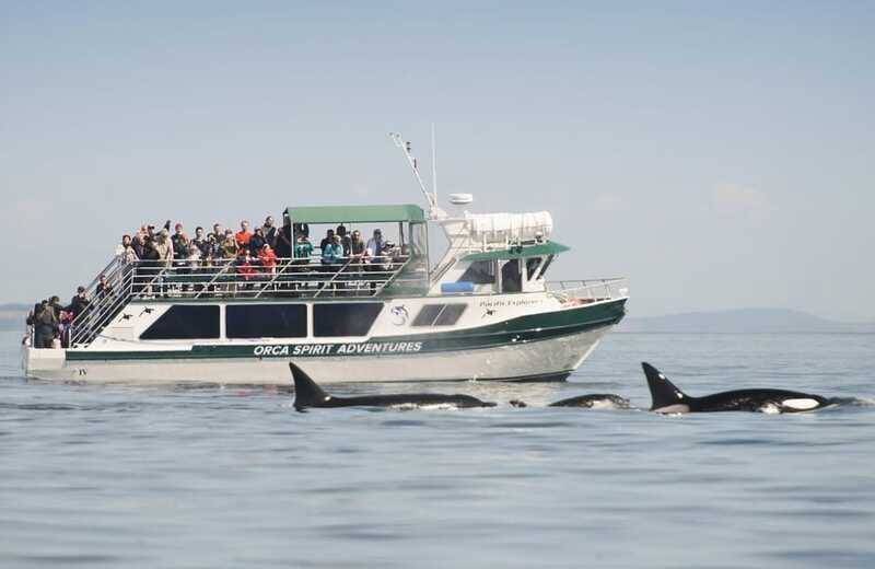 From Victoria: Whale Watching Trip on Covered Boat - Price and Value: Is $132 Worth It?