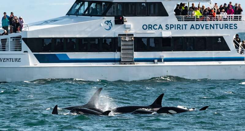 From Victoria: Whale Watching Trip on Covered Boat - Whale Hunting Around Vancouver Island: What You Can Actually Expect to See