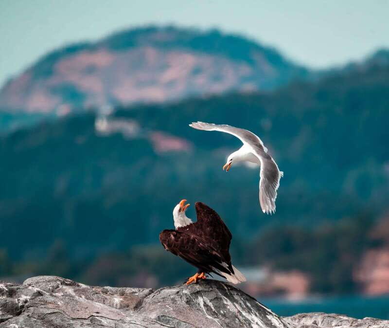 From Victoria: Whale Watching Trip on Covered Boat - Photos and Memories: The Included Photo Package
