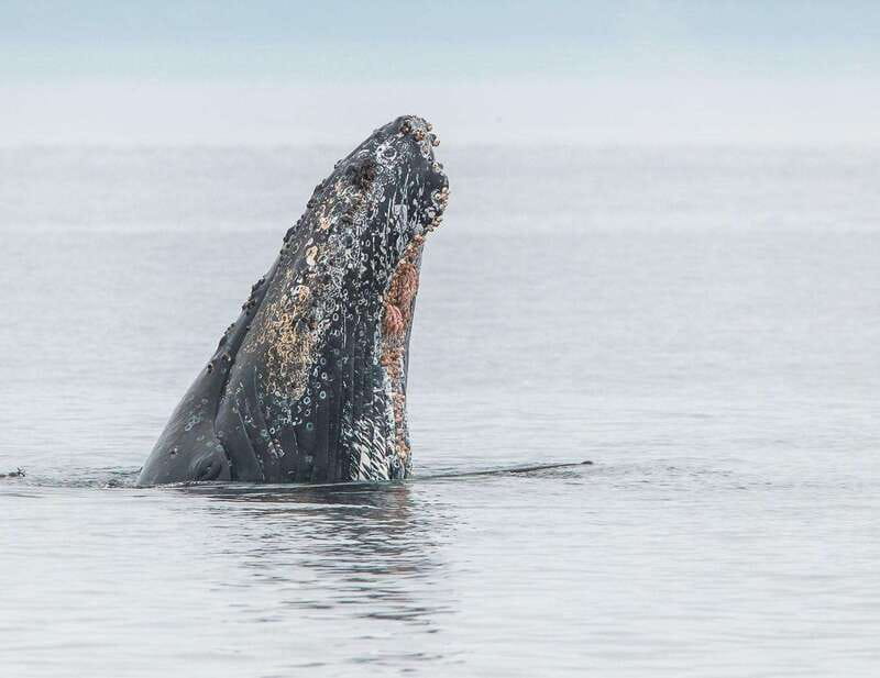 From Victoria: Whale Watching Trip on Covered Boat - Itinerary Flow You Can Plan For: From Check-In to Search to Return