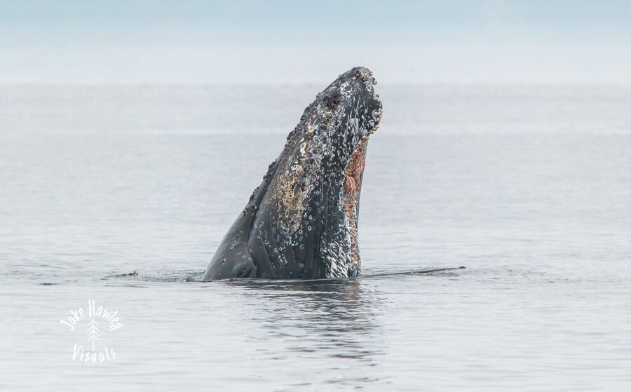 From Victoria: Whale Watching Trip on Covered Boat - When This Trip Is the Best Fit for You