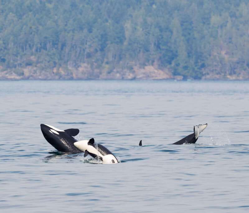 From Victoria: Whale Watching Trip on Covered Boat - The Naturalists: Why the Crew’s Style Improves Your Odds