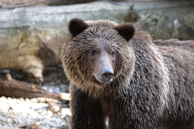 Great Bears of Bute: Grizzly Bear Viewing & Indigenous Cultural Tour - Key things that make Great Bears of Bute worth it