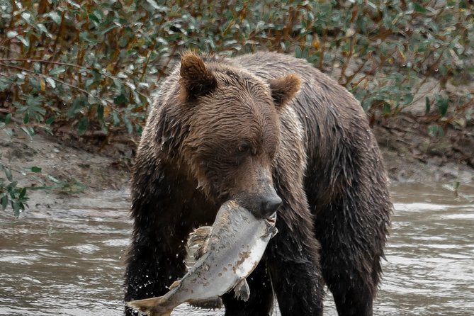 Great Bears of Bute: Grizzly Bear Viewing & Indigenous Cultural Tour - The cultural part: Homalco teachings you can connect to the land