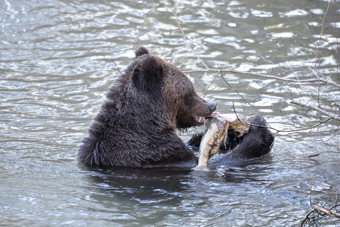 Great Bears of Bute: Grizzly Bear Viewing & Indigenous Cultural Tour - Food and timing for an 8 to 9 hour wildlife day