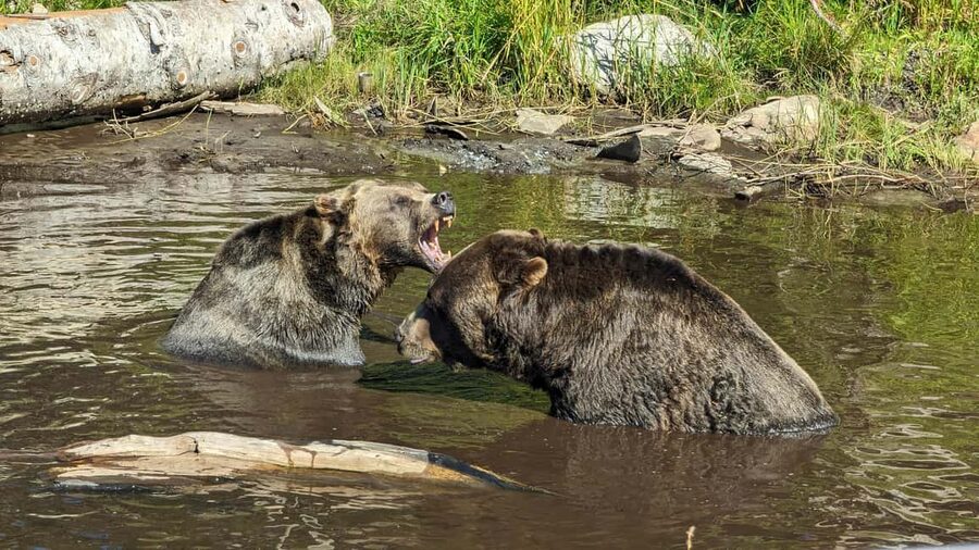 Grouse Mnt+StanleyPark+Hatchery+Cleveland Dam+LynnCanyonTOUR - A North Shore day that strings together the right wow-moments