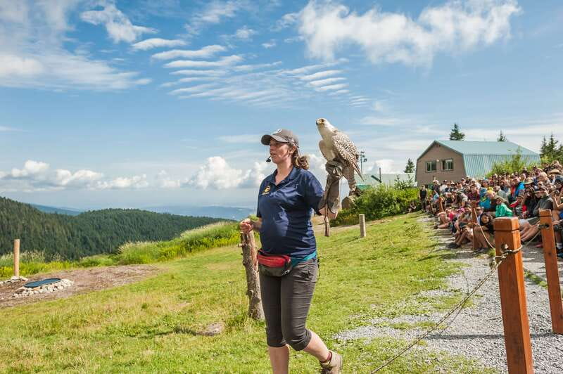 Grouse Mountain, Capilano Bridge & Fish Hatchery Tour - Key highlights to watch for