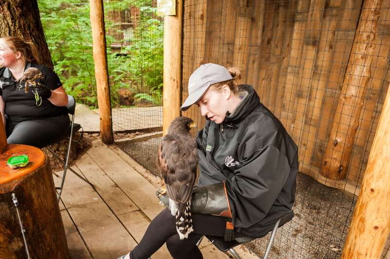 Grouse Mountain, Capilano Bridge & Fish Hatchery Tour - Capilano River Hatchery: short salmon education that can still surprise you