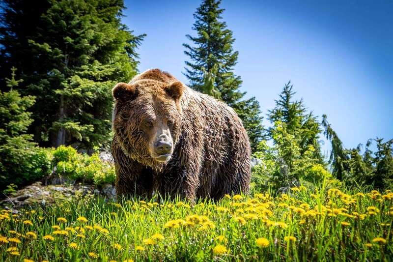 Grouse Mountain Skyride Admission Ticket - Summer at Grouse Mountain: grizzlies, Birds in Motion, and the Lumberjack Show