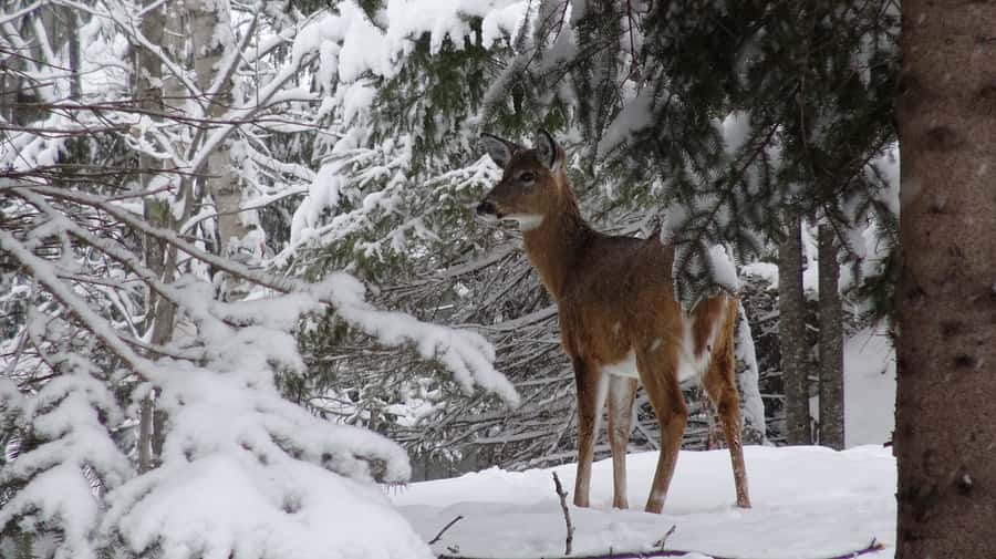 Guided Snowshoe Tour in Mont-Tremblant - The Fire on Snow Break: A Warm Pause With Atmosphere
