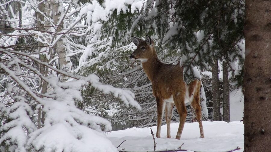 Guided Snowshoe Tour in Mont-Tremblant - The Québécois Folk Theme: More Than Just Scenery