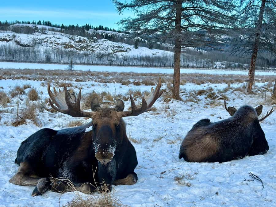 Guided Tour of the Yukon Wildlife Preserve - Key Highlights You Should Know