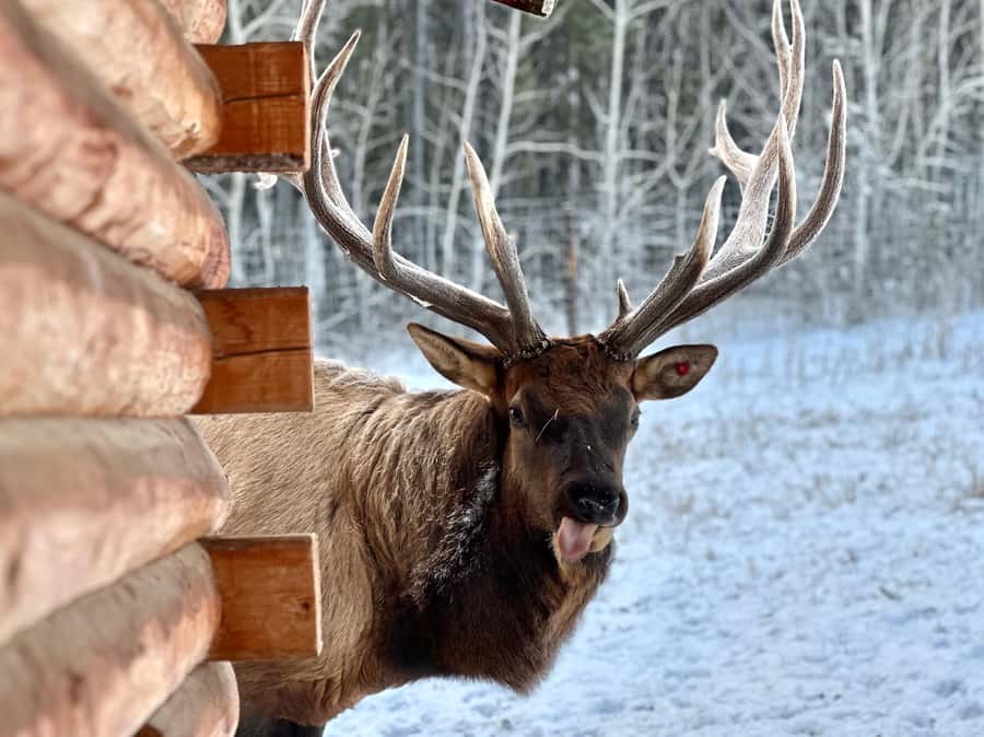 Guided Tour of the Yukon Wildlife Preserve - What the Tour Really Includes (and Why That Matters)