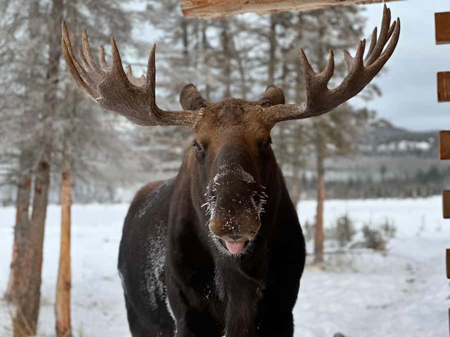 Guided Tour of the Yukon Wildlife Preserve - Wildlife Watching That Actually Feels Personal