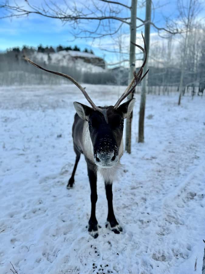 Guided Tour of the Yukon Wildlife Preserve - What to Bring, What to Skip, and What to Plan for
