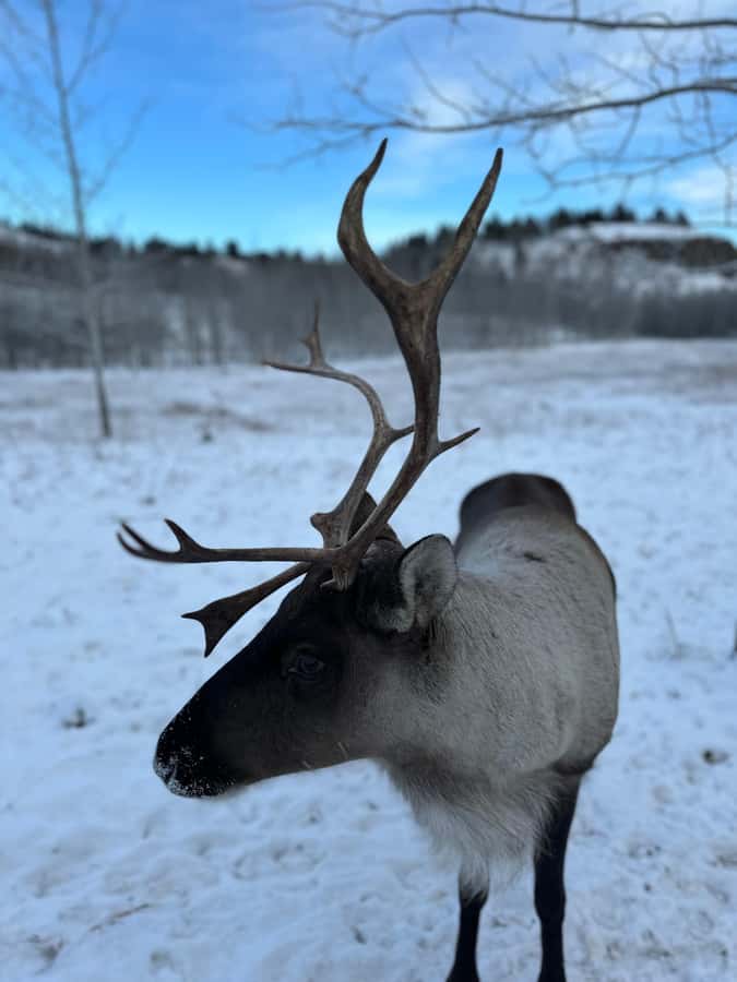 Guided Tour of the Yukon Wildlife Preserve - Price and Value: Is $101 Good Here?