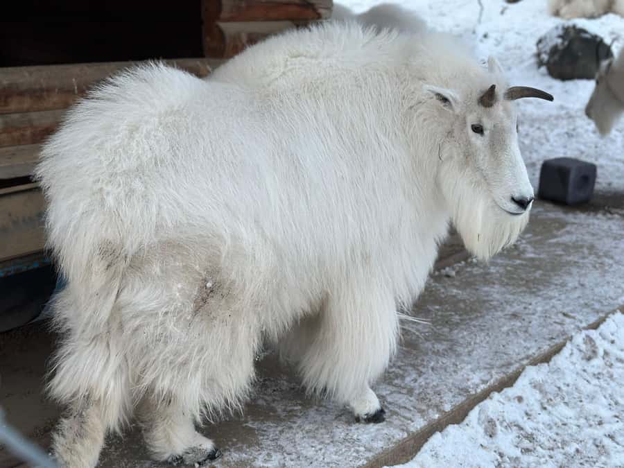 Guided Tour of the Yukon Wildlife Preserve - Who This Tour Suits Best (and Who Might Want Something Else)