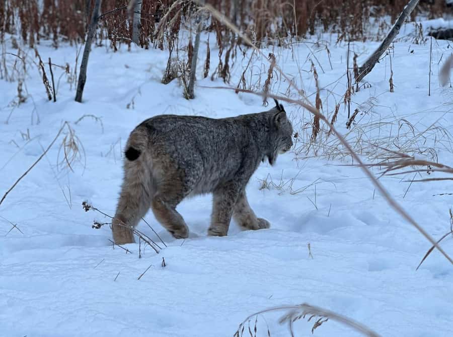 Guided Tour of the Yukon Wildlife Preserve - Should You Book This Yukon Wildlife Preserve Tour?