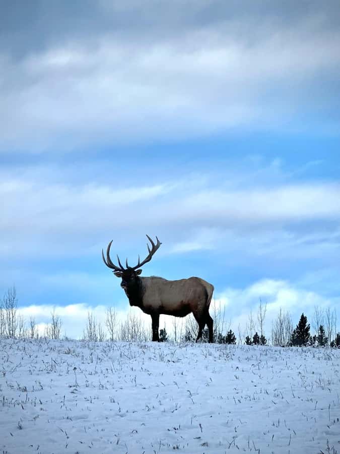 Guided Tour of the Yukon Wildlife Preserve - FAQ