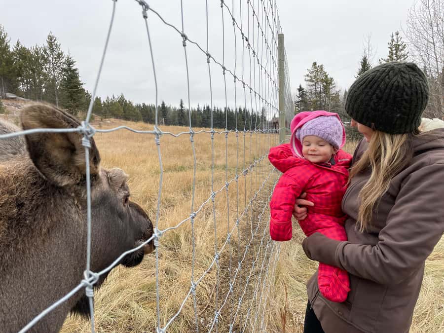 Guided Tour of the Yukon Wildlife Preserve - The 4-Hour Flow: How Your Afternoon Is Structured
