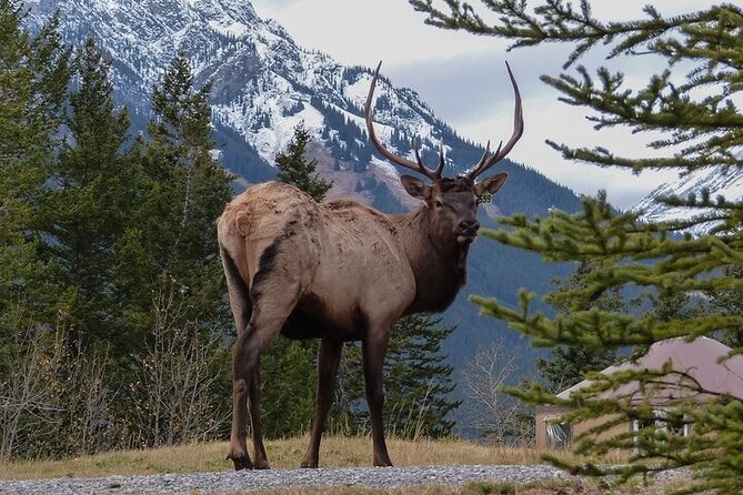 Guided Tour to Banff Highlights & Wildlife With Gondola Admission - Key things to know before you go