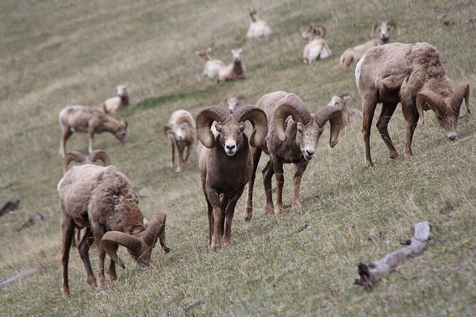 Guided Tour to Banff Highlights & Wildlife With Gondola Admission - Banff National Park, but with a plan that avoids the herd