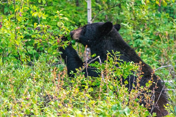 Hop-On and Hop-Off Banff Bus - Johnston Canyon Lodge stop: falls, trail time, and a café nearby