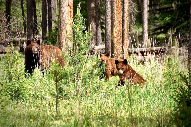 Icefields Parkway Highlights & Secrets | Award-Winning Adventure - Meet Banff, then hit the road with wildlife and history