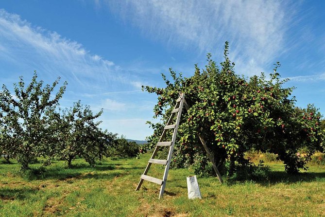 Island of Orleans Taste and Drink Tour - Cidrerie Verger Bilodeau: ice cider on orchard time