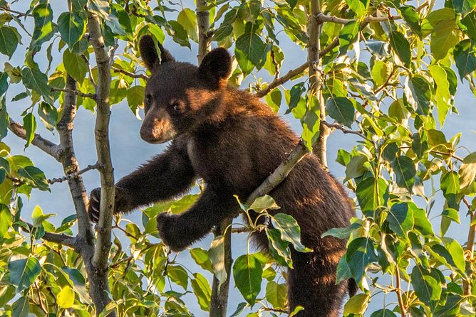 Jasper Evening Wildlife Tour - Key things to know before you go