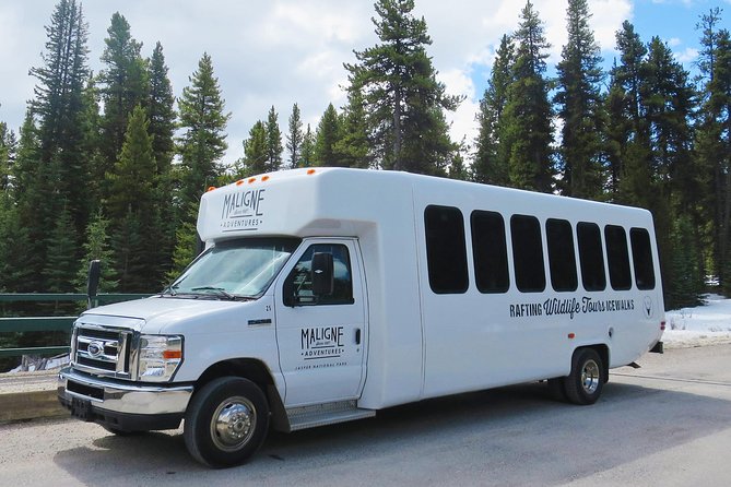 Jasper Evening Wildlife Tour - Stop 1 and the road story: Maligne Adventures guiding you through seasonal spots