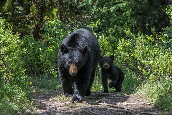 Jasper Evening Wildlife Tour - What wildlife you can hope to see at dusk