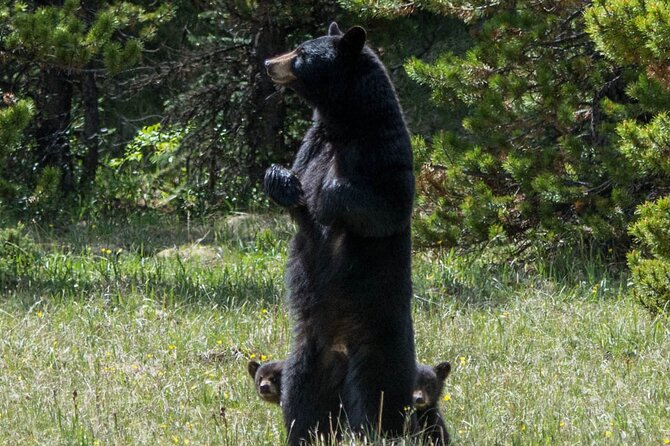 Jasper Evening Wildlife Tour - Photo stops and short outside moments, without turning it into a hike