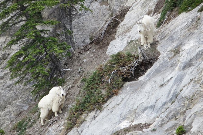 Jasper Evening Wildlife Tour - The guide factor: live commentary that makes sightings make sense