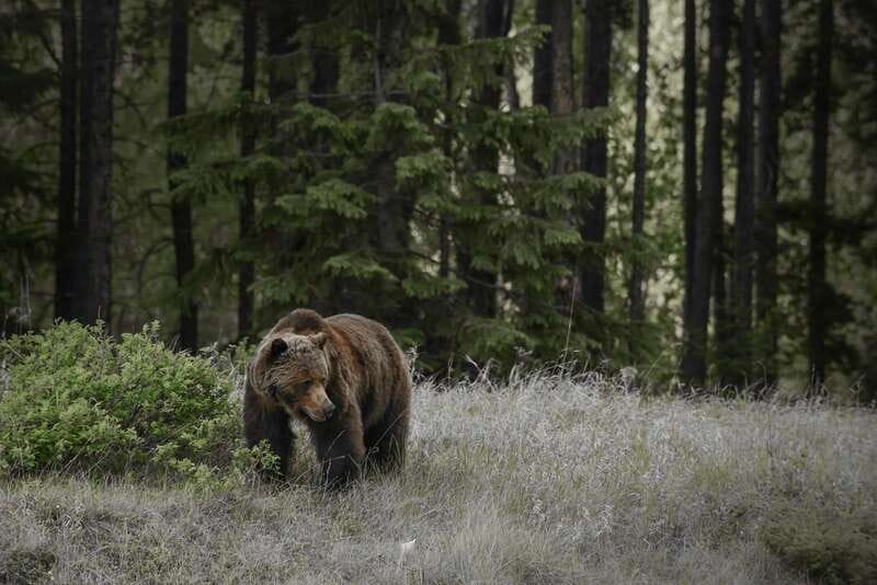 Jasper: Maligne Valley Wildlife & Spirit Island Cruise - The Maligne Lake cruise to Spirit Island: the big payoff