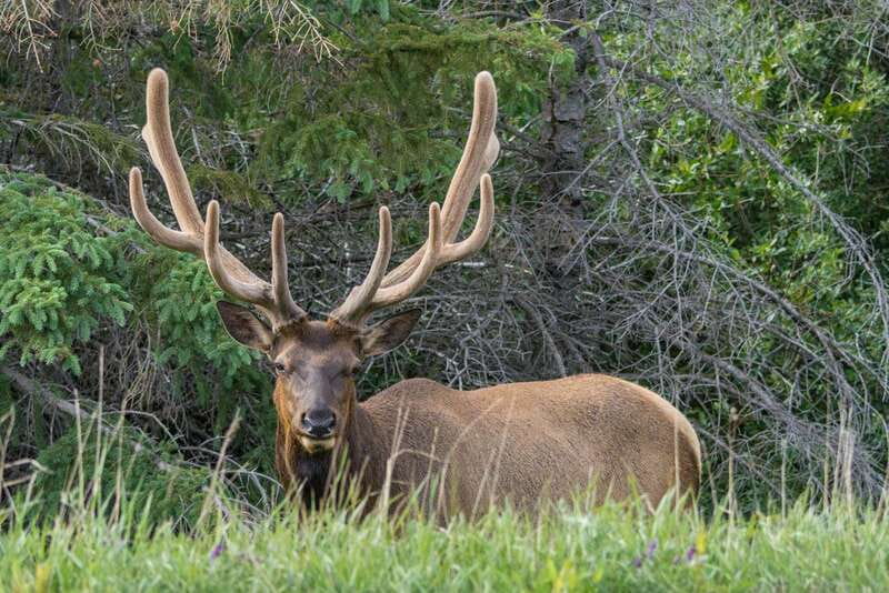 Jasper National Park: Evening or Morning Wildlife Watch Tour - Key things that make this Jasper wildlife watch tour worth your time