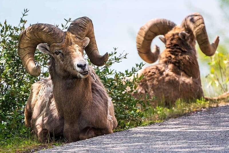 Jasper National Park: Evening or Morning Wildlife Watch Tour - Should You Book This Jasper National Park Wildlife Watch?