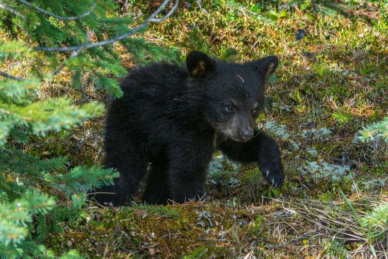 Jasper National Park: Evening or Morning Wildlife Watch Tour - Wildlife Watching at the Right Time, With the Right Strategy