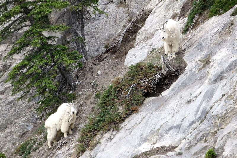 Jasper National Park: Evening or Morning Wildlife Watch Tour - The Guide Experience: Real Wildlife Stories, Real Ecosystem Talk