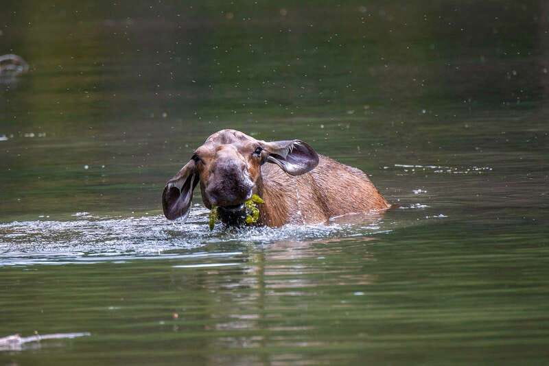 Jasper National Park: Evening or Morning Wildlife Watch Tour - Price and Value: Is $63 for 3 Hours a Good Deal?
