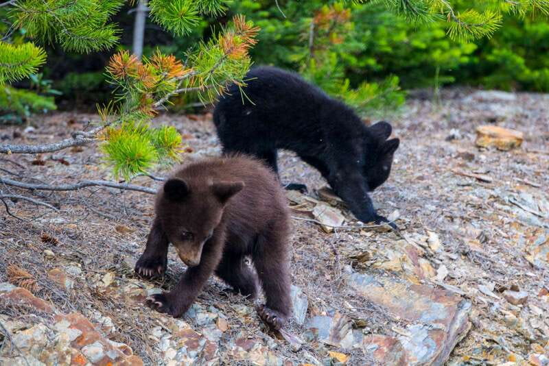 Jasper National Park: Evening or Morning Wildlife Watch Tour - When You Don’t See the Animal You Came For