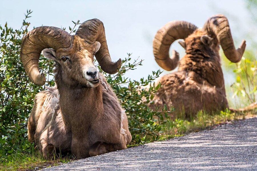 Jasper National Park: Evening or Morning Wildlife Watch Tour - Who This Tour Suits Best (And Who Should Skip It)