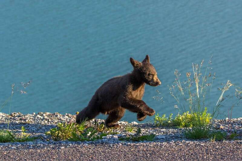 Jasper National Park: Evening or Morning Wildlife Watch Tour - The Coach Ride: Pickup Points, Comfort, and What the Schedule Really Feels Like