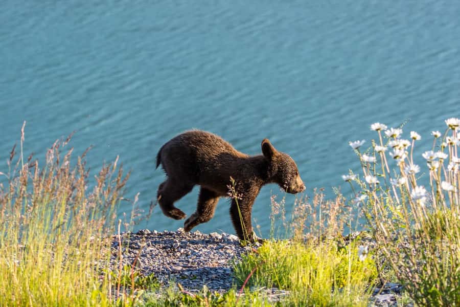 Jasper: Wildlife and Sightseeing Tour with Lakeshore Hike - Key highlights at a glance