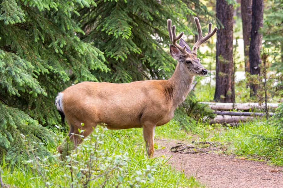 Jasper: Wildlife and Sightseeing Tour with Lakeshore Hike - Price and value: is $79 per person a smart deal?