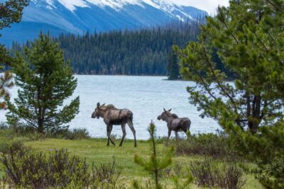 Wildlife and Sightseeing Tour with Lakeshore Hike