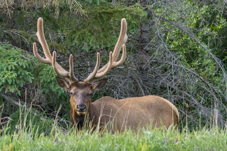 Jasper: Wildlife and Sightseeing Tour with Lakeshore Hike - Maligne Lake guided walk: 2 to 3 km that actually earns the views
